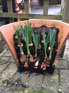 کاشت پیاز گل در گلدان - آبیاری